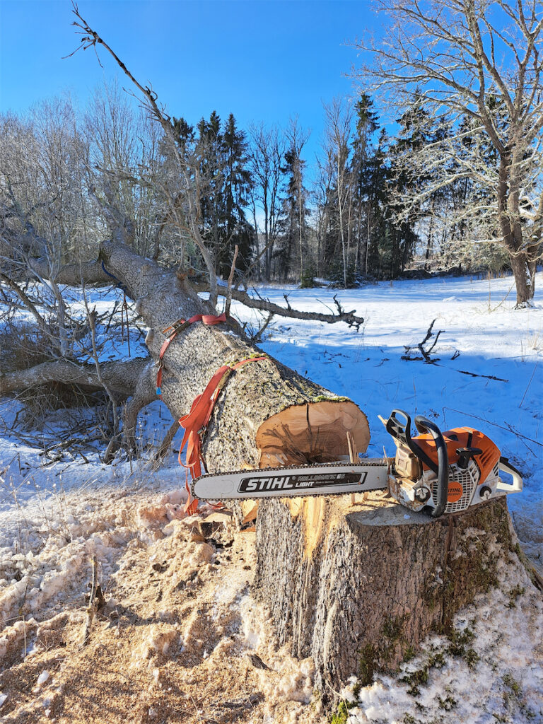 Suuri puu kaadettuna