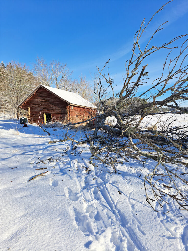 Suuren puun kaato toisesta kuvakulmasta