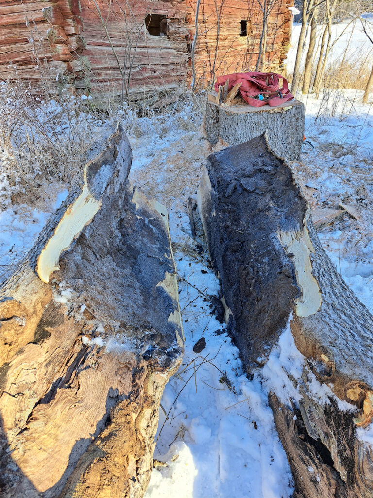 Runko on halki koko matkan haaraliitoksesta tyvelle asti ja täynnä multaa