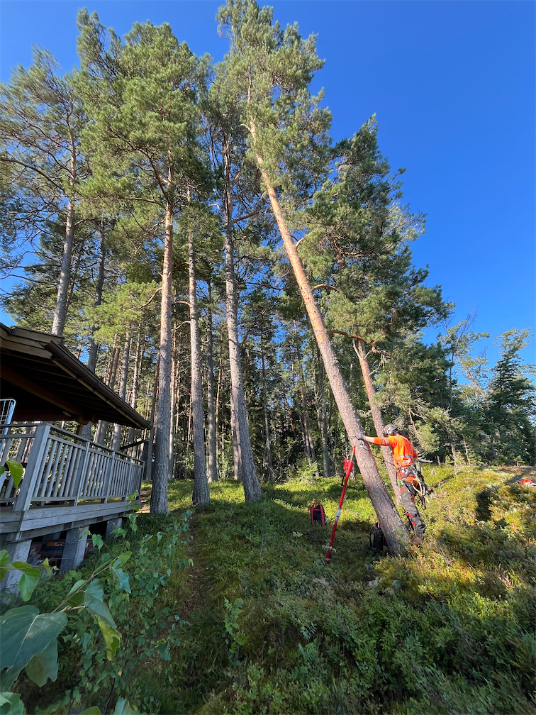 Männyn juuret olivat pettäneet ja puu kallistunut voimakkaasti mökin suuntaan.